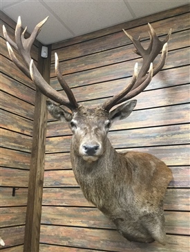 Red stag