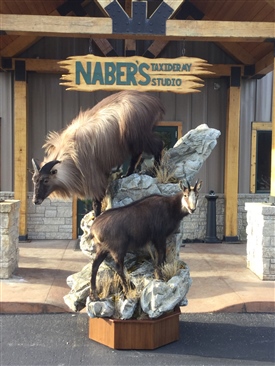 Tahr and Chamois