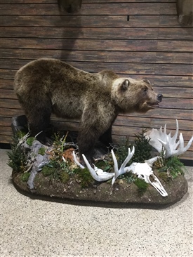 Grizzly and Brown bears