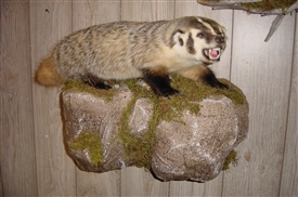 Badgers