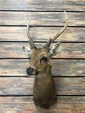Hog deer