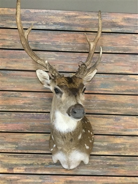 Axis deer
