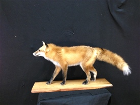 Fox 
