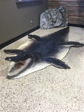 Alligator