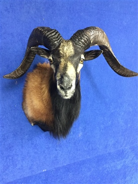 Sheep,Rams and Ibex