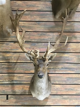 Fallow Deer