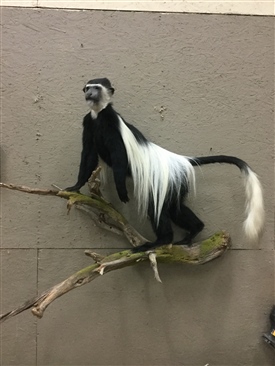 Monkey's