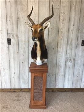 Lechwe