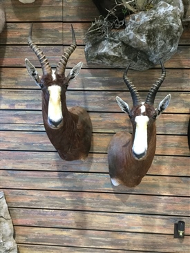 Blesbok