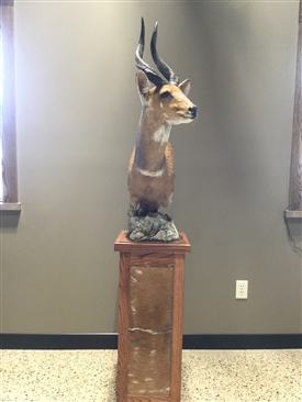Bushbok
