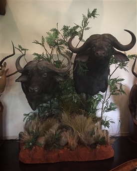 Cape Buffalos