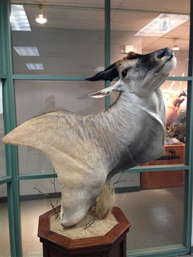 Eland's