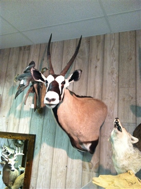 Gemsbok (oryx)