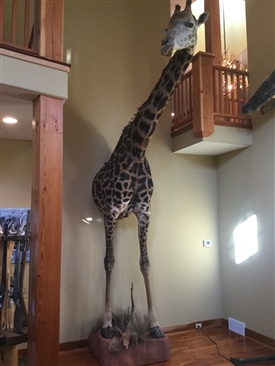 Giraffe