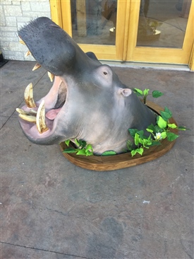 Hippopotamus