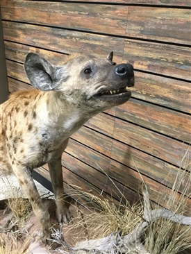 Hyena