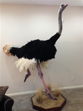 Ostrich