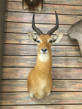 Kob