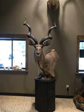 Kudu
