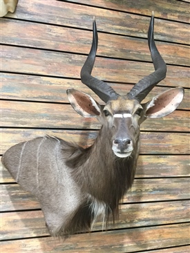 Nyala