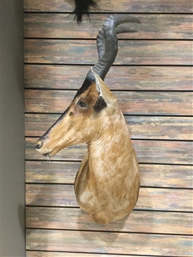 Red Heartbeest