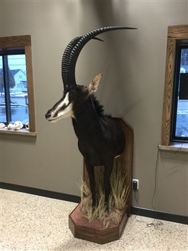 Sable and Roan Antelope
