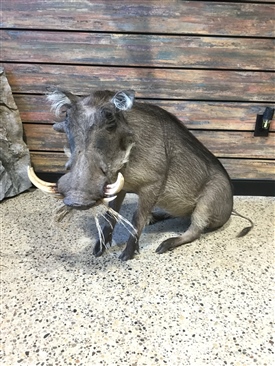 Warthogs and Bush pigs