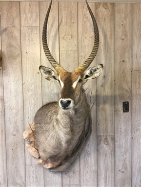 Waterbuck