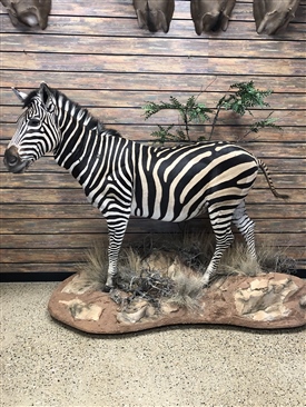 zebra