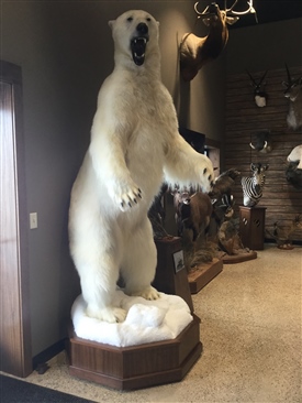 Polar bears