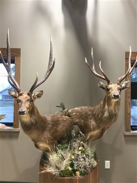 Rusa deer