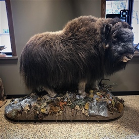 Muskox