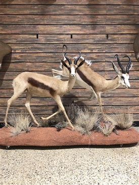 Springbok