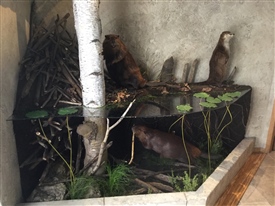 Beaver
