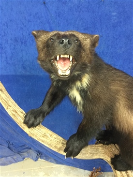 Wolverine 