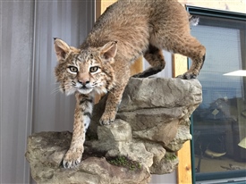 Bob cats