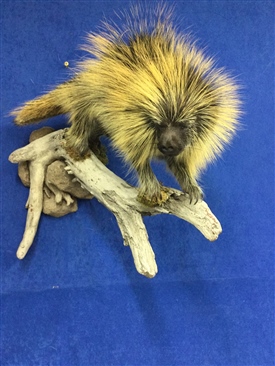 Porcupine