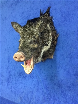 Javelina