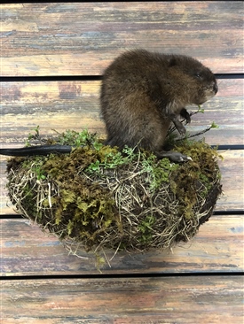 Muskrats