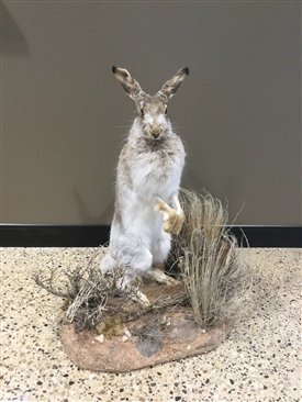 Rabbits