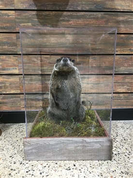 Woodchucks