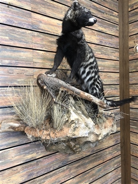 African Civet 