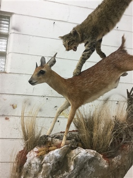African wild cats