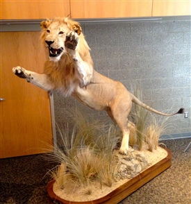 African lions 