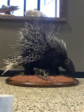 Porcupine