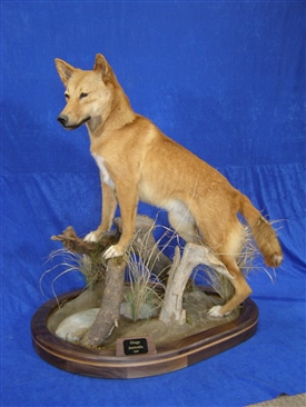 Australian Dingo
