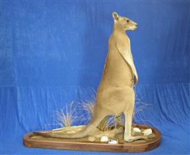 Kangaroo