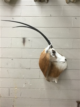 Scimitar Oryx