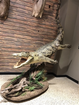 Crocodile