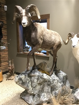 Rocky Mountain Bighorn sheep